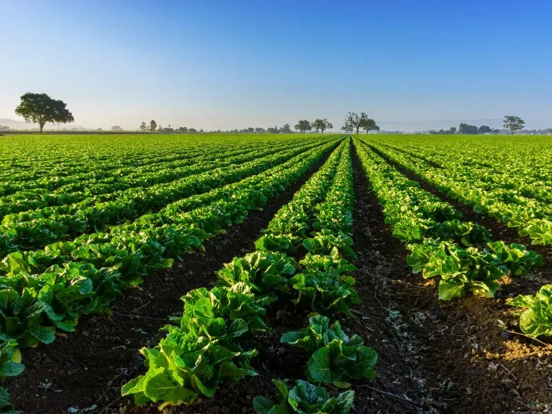Linhas de cultivo em lavoura com árvore isolada ao fundo