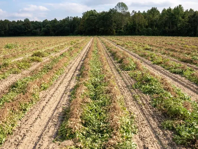 Lavoura recém-plantada com linhas de semeadura e vegetação ao fundo
